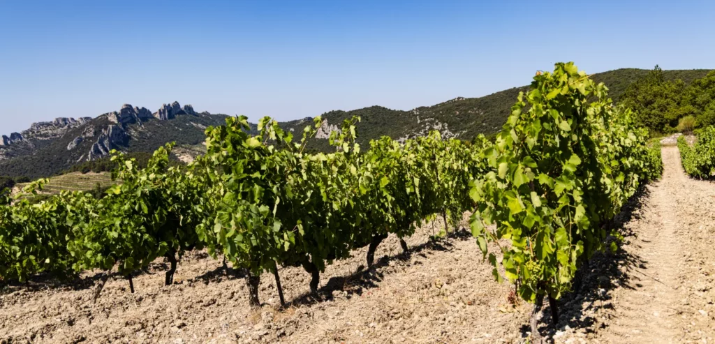 La vigne en juillet : un beau millésime 2023 se prépare…