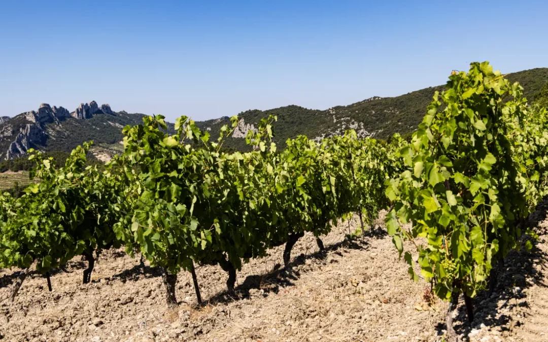 La vigne en juillet : un beau millésime 2023 se prépare…
