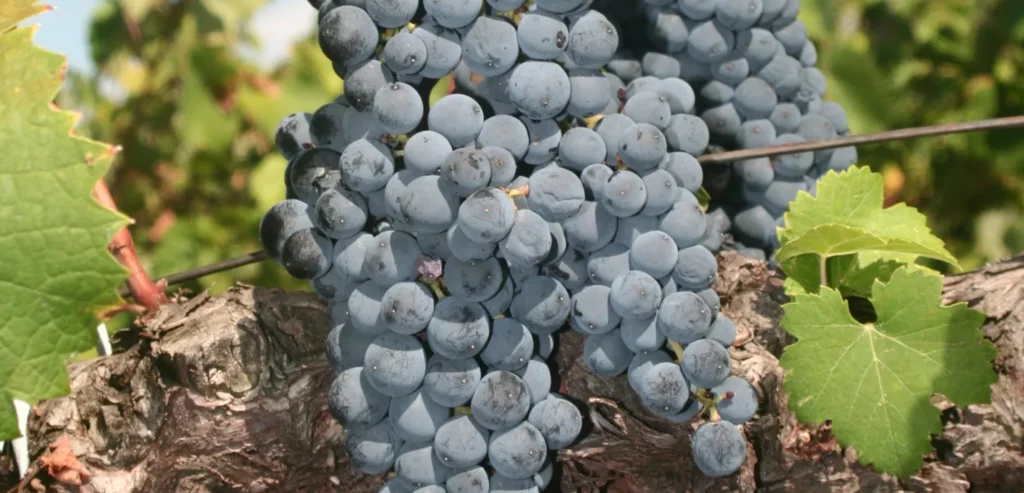 À la découverte du mourvèdre : les pieds dans l’eau, la tête au soleil