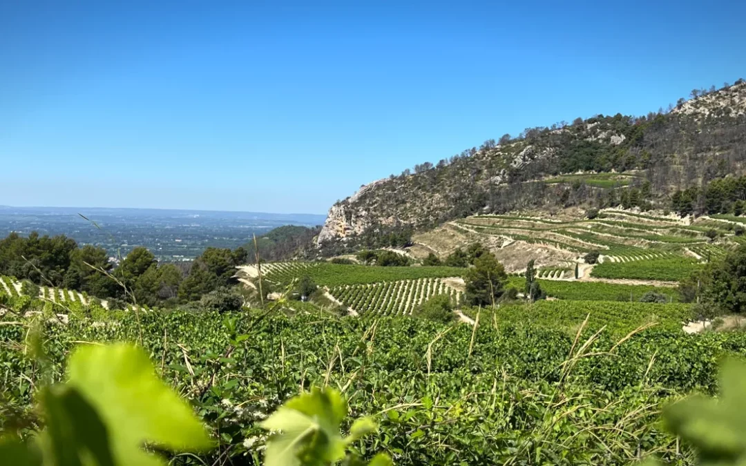 Beaumes-de-Venise brille par ses rouges !