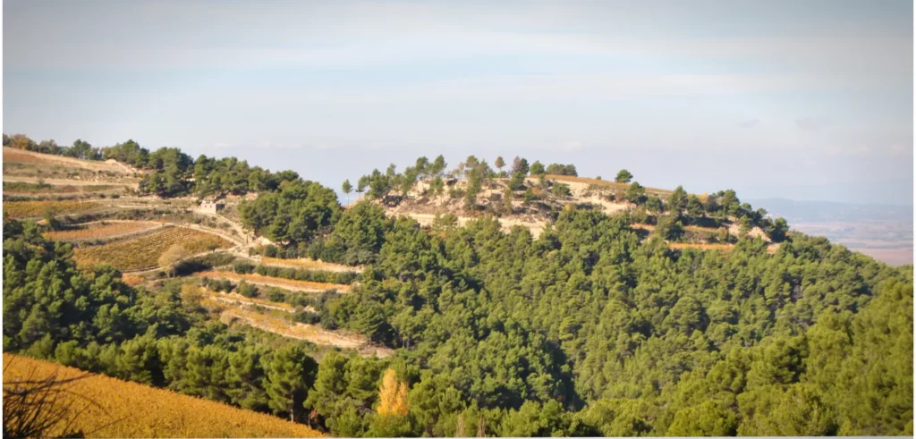 Gigondas, la classe des Dentelles de Montmirail