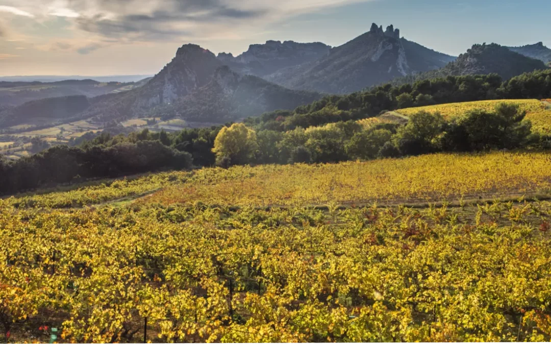 L’Impact du Mistral et du Soleil sur la Vigne
