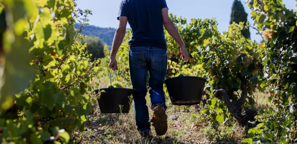 De la vigne à la cave : la préparation aux vendanges