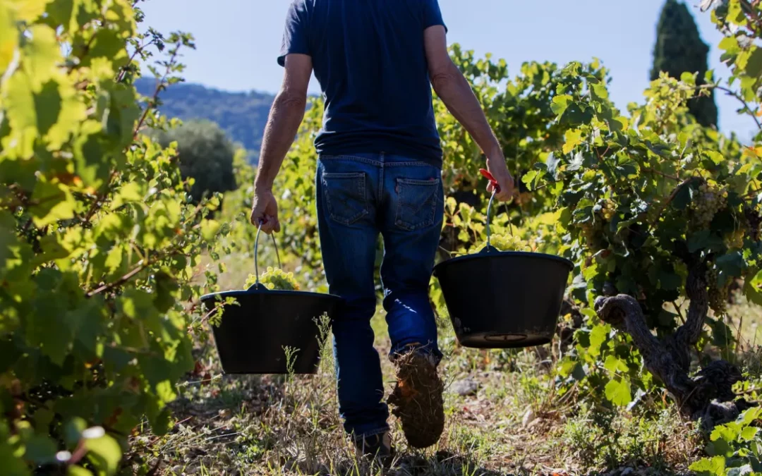 De la vigne à la cave : la préparation aux vendanges