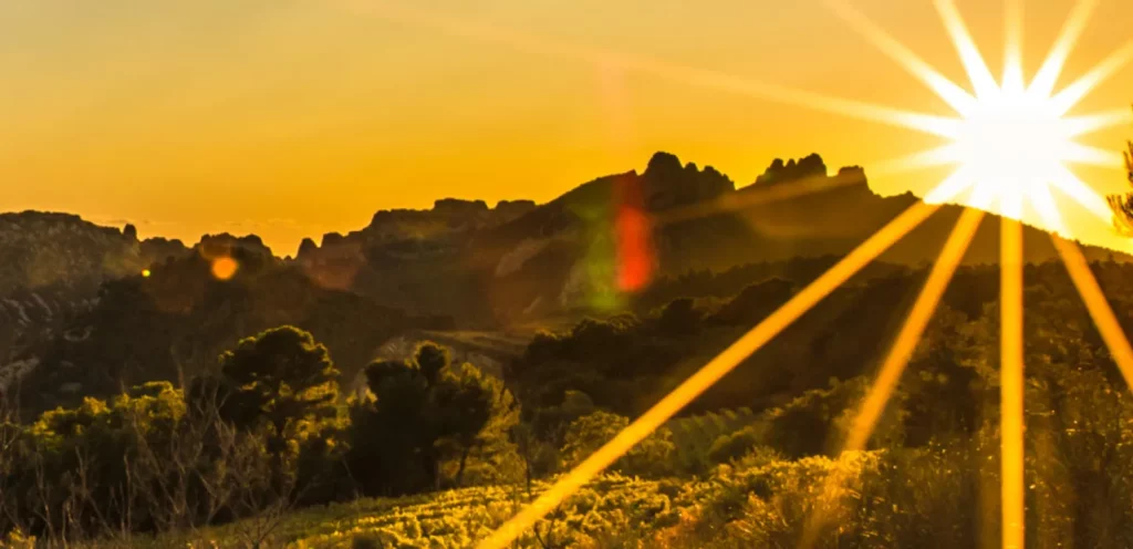 Fortes chaleurs : quel impact pour la vigne et vos bouteilles ?
